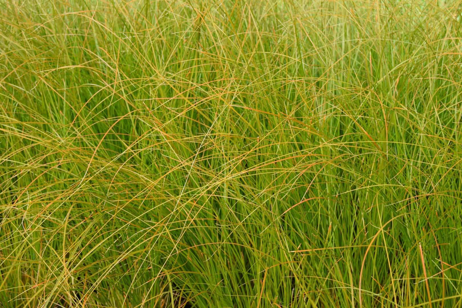 Carex testacea